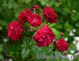 Starlet®-Rose Lola®