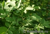 Rosa canina 'Laxa'