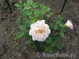 Crocus Rose® 