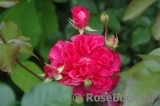 Ivor's Rose