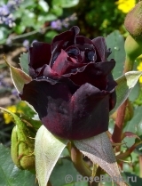 Black Baccara