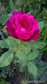 Johann Wolfgang von Goethe Rose®