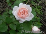 Crocus Rose® 