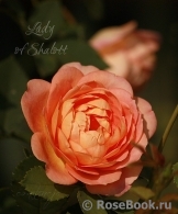 Lady of Shalott 