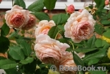 A Shropshire Lad