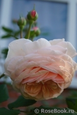 A Shropshire Lad