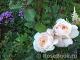 Crocus Rose® 