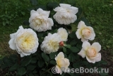 Crocus Rose® 