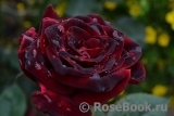 Black Baccara