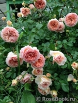 Abraham Darby