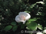 Aspirin Rose