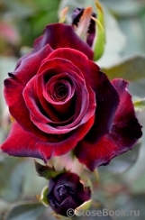 Black Baccara