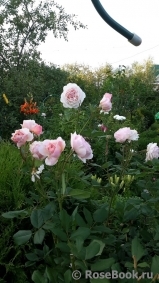 A Shropshire Lad