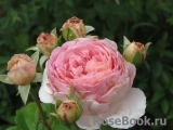 Abraham Darby