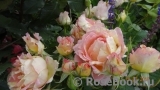 Rose des Cisterciens 