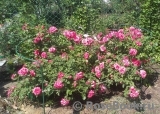 Rosarium Uetersen