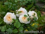 Crocus Rose® 