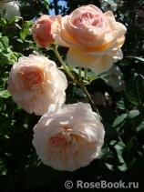 A Shropshire Lad