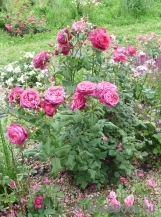 Johann Wolfgang von Goethe Rose®