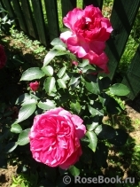 Ivor's Rose