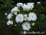 Aspirin Rose