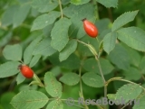 Rosa canina 'Laxa'