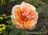 Crown Princess Margareta®