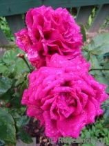 Johann Wolfgang von Goethe Rose®