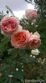 Abraham Darby