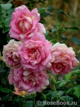 Rose des Cisterciens 