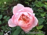 The Alnwick Rose