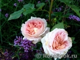 Abraham Darby