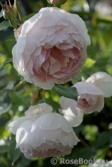 The Wedgwood Rose