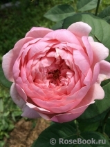 The Alnwick Rose