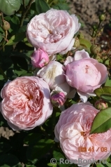 The Alnwick Rose