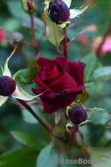 Black Baccara