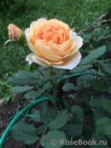 Crown Princess Margareta®