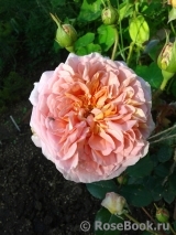 Abraham Darby