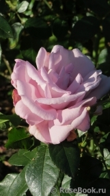 La Rose du Petit Prince