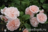 Rose de Tolbiac ®