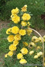 Persian Yellow