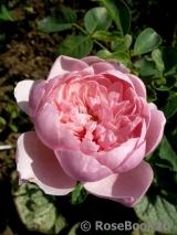 The Alnwick Rose