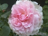 The Wedgwood Rose