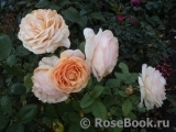 Abraham Darby