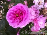 Rose de Montmeillant