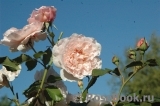 Rose de Tolbiac ®