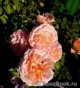 Abraham Darby