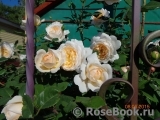 Crocus Rose® 