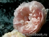 The Wedgwood Rose