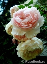 The Wedgwood Rose